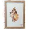 Affiche Aquarelle Coquillage - B&C