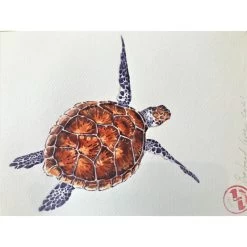 Affiche Aquarelle Tortue - B&C